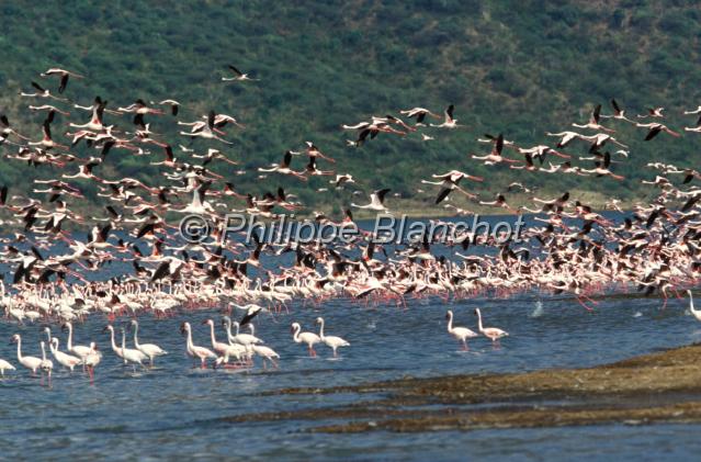 kenya 26.JPG - Envol de flamands rosesFlamingosParc national du lac BogoriaAfrican Rift ValleyKenya